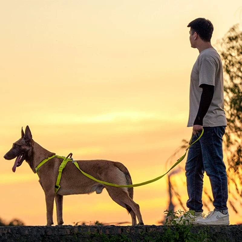 Dog Harness