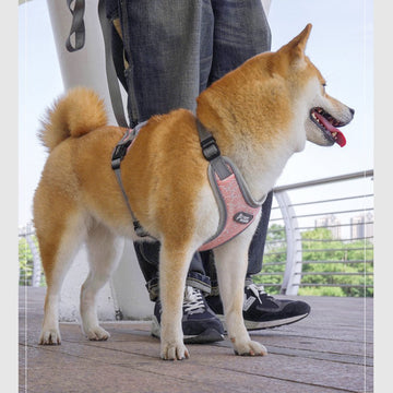 Dog Harness
