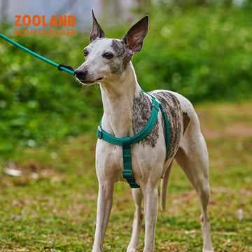 ZOOLAND No-Pull Dog Harness and Leash Set